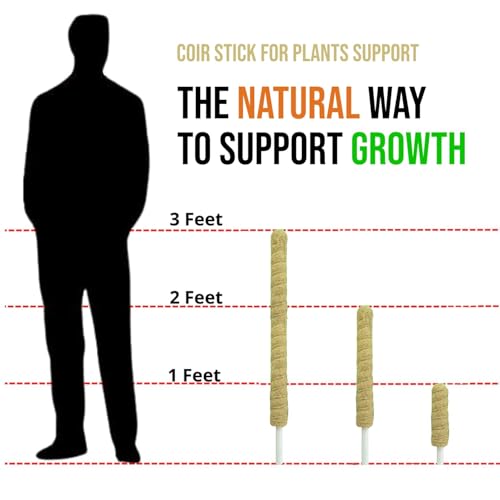 Image of Natural Moss Stick for Climbing Plants, Strong Support for Money Plant, Monstera, Pothos, Indoor Outdoor Use, Manual, 50 Grams (2, 3 Feet)