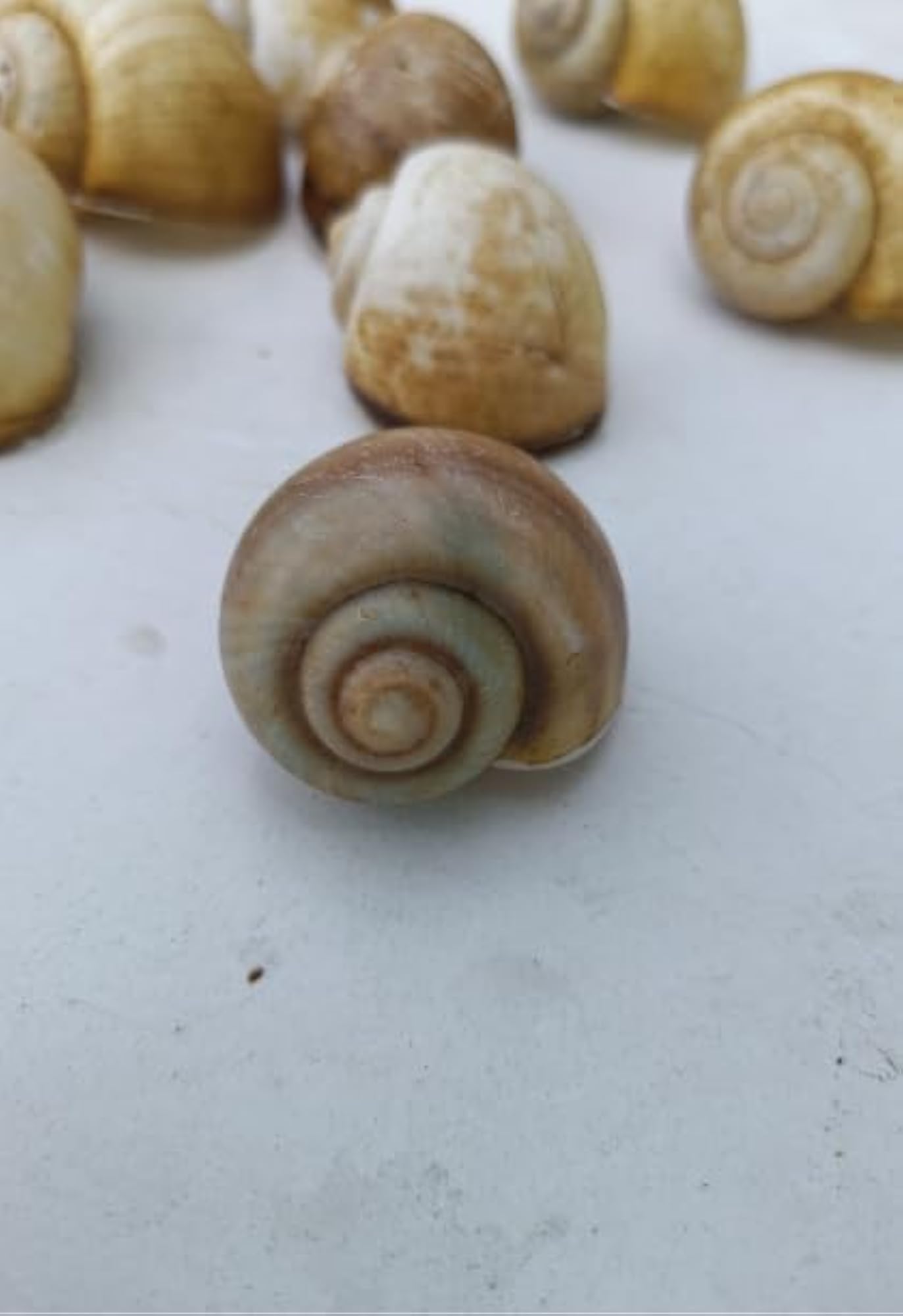 Natural Snail Shells for Decoration