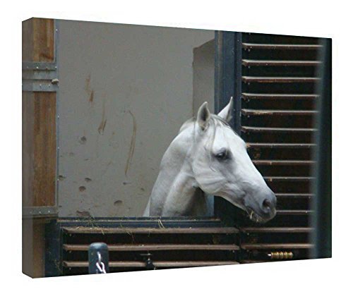 Toile cheval Lipizzan de Vienne pour sublimer la décoration murale d'un bureau ou d'une entrée