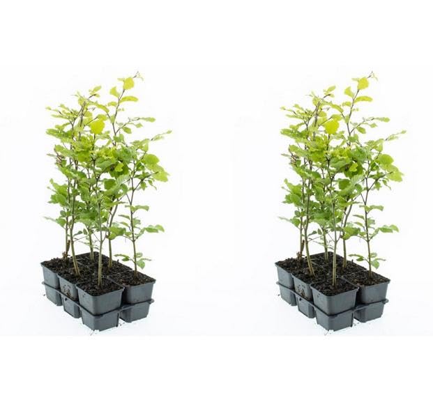 12 Stück Rotbuche Fagus sylvatica 40-60 cm – Laubbaum & Heckenpflanze im Topf gewachsen – winterhart, schnittverträglich, dichter Sichtschutz, ideal für Hecken & Einzelstellung