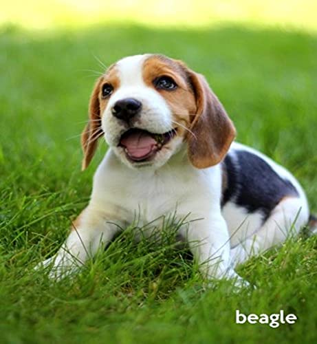 40% OFF on Beagle: A Gift Journal for People Who Love Dogs: Beagle
