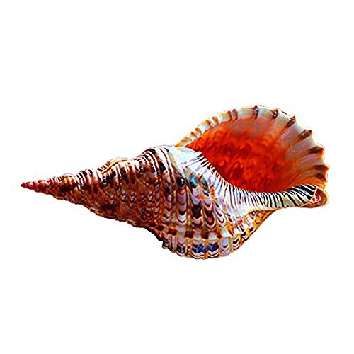 NLYWB Conchiglie Naturali, Enorme Conchiglia oceanica Conchiglie giganti da 7-8 Pollici, Perfetta per Decorazioni per Matrimoni Fai-da-Te da Spiaggia a Tema, Acquario e Collezionisti di Conchiglie