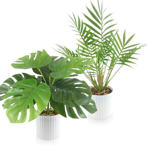 monstera adansonii bolivian Monstera Adansonii Swiss Cheese Vining Climbing in Trellis