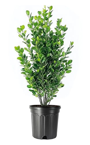 Winter Gem Korean Boxwood | 2 Large Trade Gallon Size Plants...