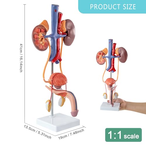 Image of EVOTECH SCIENTIFIC Human Male Reproduction & Urinary System Medical Anatomical Model, 3 Parts Life Size Male Urogenital System Anatomical Model for Medical Teaching Learning Education, Includes Manual