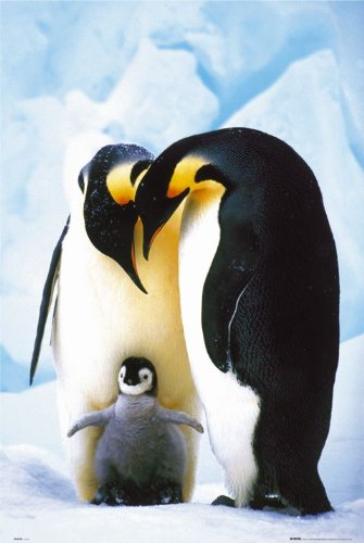 Affiche Pinguins Banquise 61x91,5 cm pour habiller un grand mur vide facilement