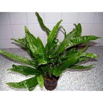 1 Java Fern Mother Plant XXL 30-40 cm for Your Aquarium Microsorium Perch Resistant Water Plants for Aquarium Aquarium Plants