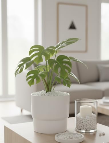 Lista de Piedras decorativas para jardin que puedes comprar esta semana. 20 Imagen adicional