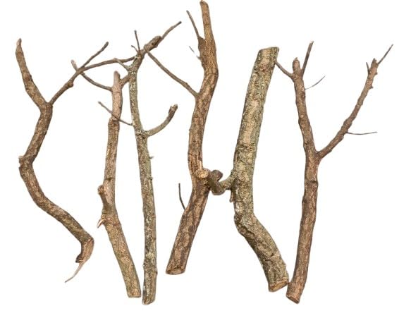 Generisch 6 ramas de corcho de 55 – 65 cm de largo, diámetro 1,5 – 4,5 cm, terrarios, jaulas para pájaros