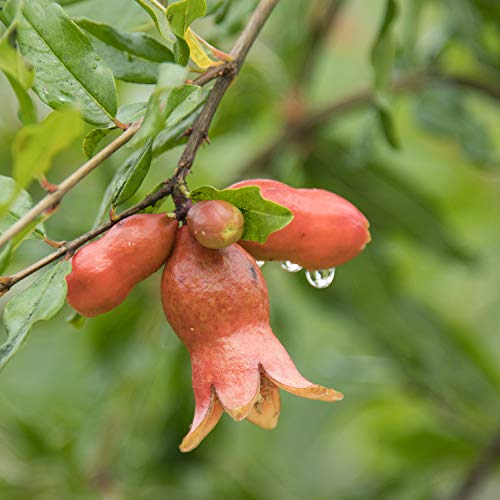 Dwarf Pomegranate Fruit Bearing Starter Tree - 1 Starter Plant per Offer