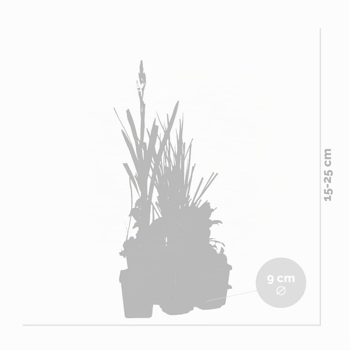 Bloomique - Set de 6 - Plantas de estanque favorables a insectos - Zona de estanque 1-2 - Acuáticas - Resistente al frío - Altura 15-25 cm - Maceta 9 cm