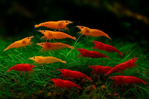 20+ Red & Orange Neocaridina Live Shrimp Colorful Freshwater Aquarium Shrimp 1&ndash;2 Inches Peaceful...