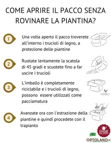 Pianta Di Erba Luigia In Vaso 14 Cm - Aromatica Al Profumo Di Limone, Per Infusi, Liquori, Cucina - Foto 5