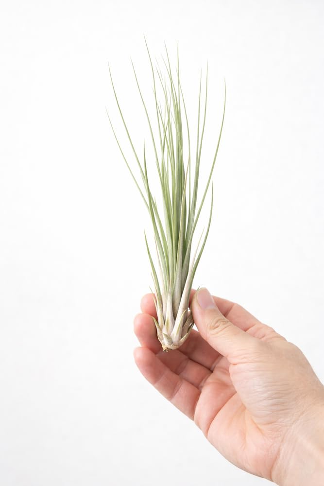 Tillandsia juncea 16 cm Plante d'intérieur