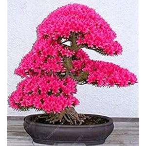 Bonsai semi giapponese sakura 10 semi/pacchetto, bonsai fiori Fiori di ciliegia a Garden Home: Only Seeds