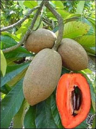 MINATI GREEN HOUSE THAI CHIKU GRAFTED LIVE PLANTS SOPATO (B0B61H5F46) Amazon Price History, Amazon Price Tracker