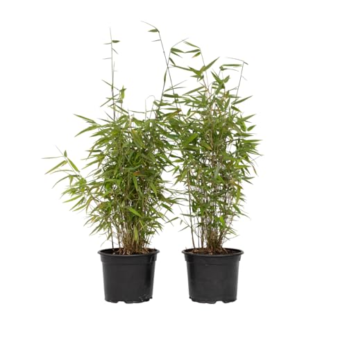 Plant in a Box - Fargesia Red Dragon - 2er-Set - roter Bambus - Topf 17cm -...