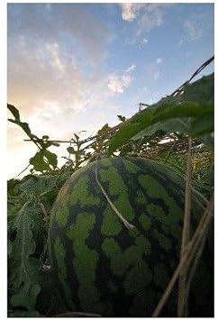Amazon ポストカード 夏のスイカ すいか 夕焼け Photo By Zzr ポストカード えはがき絵葉書postcard ポストカード 絵柄付はがき 文房具 オフィス用品