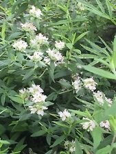 Montagna menta, menta, Pycnanthemum virginianum, organico, 100 semi per confezione