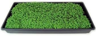 Heirloom Rutabaga Seeds - American Purple Top - Image 5