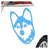 Kiwistar - Autocollant pour voiture - Chien Pomsky - Bleu clair - 17x10cm - Autocollant pour voiture, ordinateur portable, vélo, camion, moto multicolore JDM Decal Racing