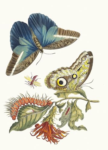 Poster botanique Merian salon affiche murale classique chic 60x90