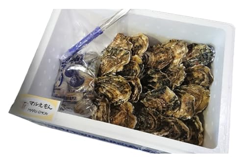 牡蠣 厚岸産 殻かき あさり セット 生食 生牡蠣 貝付き牡蠣 貝 海鮮 魚介類 殻付き牡蠣 食べ比べ
