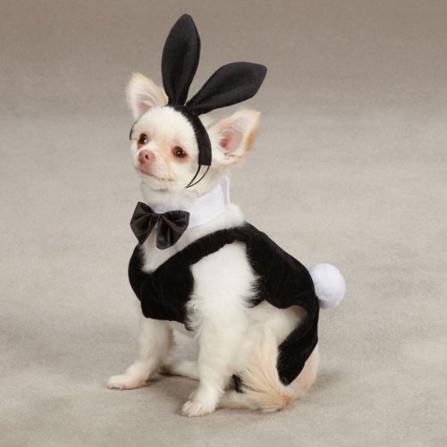 Casual Canine Party Hounds Bunny Costume, X-Large #TOP1