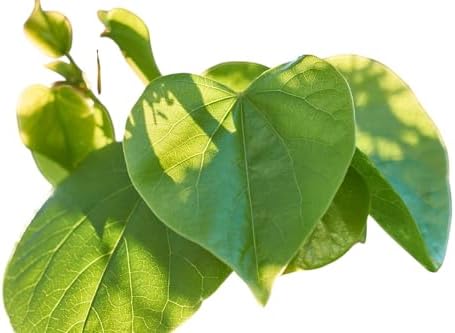 3 Plantas en cepellón Cercis Siliquastrum Árbol del Amor. 15-20 C...