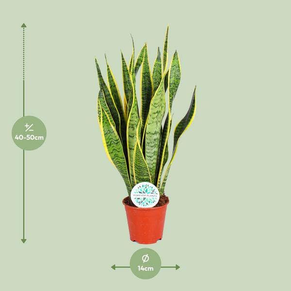 Sansevieria Trifasciata Laurentii – Ø14 cm – 50 cm