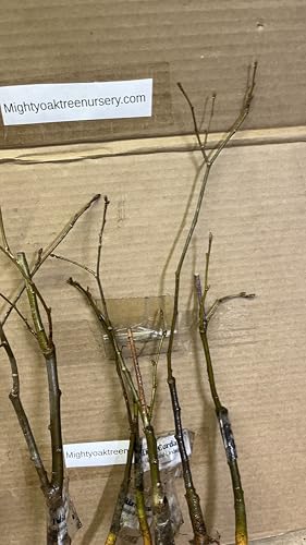 12-14" Tall Tilia Cordata, 2 Year Old Little Leaf Linden