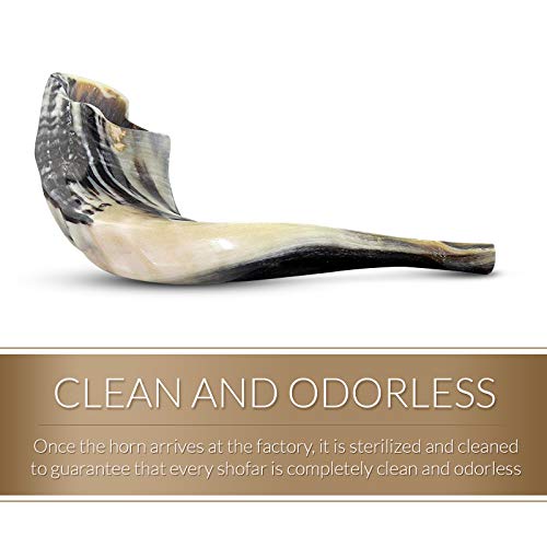 Kosher Odorless Polished Rams Horn (Medium) - Image 4