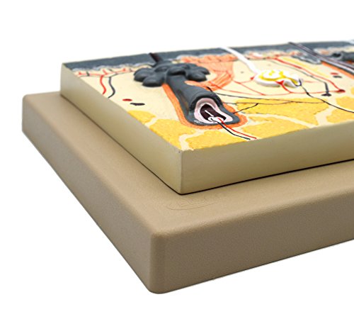 Image of EISCO Human Skin Model, 70x Enlarged - with Hand Painted Details - Mounted on Base, 13 inch x 9 inch