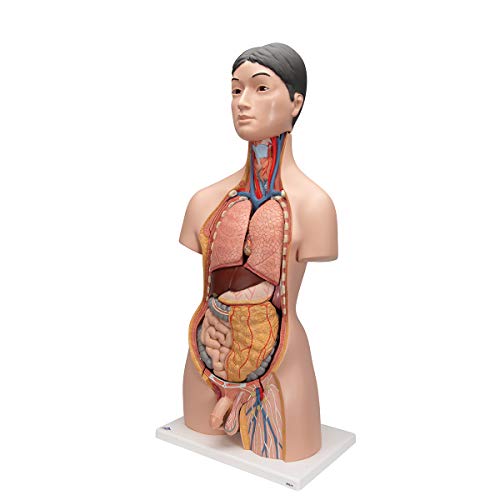 Image of 3B Scientific B32 /4 Japanese Dual-Sex Torso, - 3B Smart Anatomy