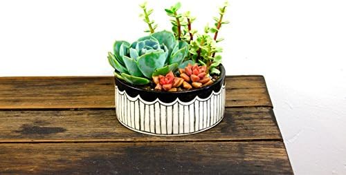 Shop Succulents | Special Collection | Living Succulent Arrangment in Scalloped Ceramic Planter for Gifts, Home Décor, or Party Events, Black/White