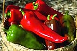 Carmen Hybrid Sweet Pepper Seeds - Perfect for Roasting or Salads. (50 - Seeds)
