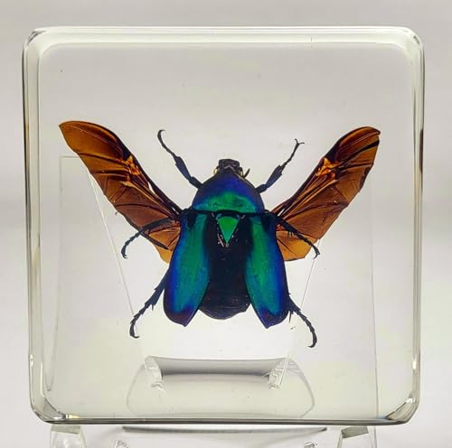 Image of 2.9 inch Green Blue Rose Chafer Beetle w /Open Wings in Crystal Clear Lucite Resin Paperweight Specimen Preserved Rhomborrhina Sesplendens Insect Taxidermy Collection Biology Science Education Display