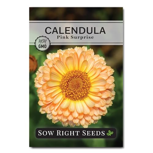 Sow Right Seeds - Pink Surprise Calendula Seeds for Planting - Gorgeous Garden Flowers - Guaranteed to Grow - Non-GMO Heirloom Variety - Ideal for Outdoor Gardening and Pollinator Attraction (1)