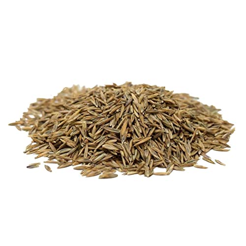 Hancock Seed Co. Titan RX Turf Type Tall Fescue Grass Seeds, 50 lbs