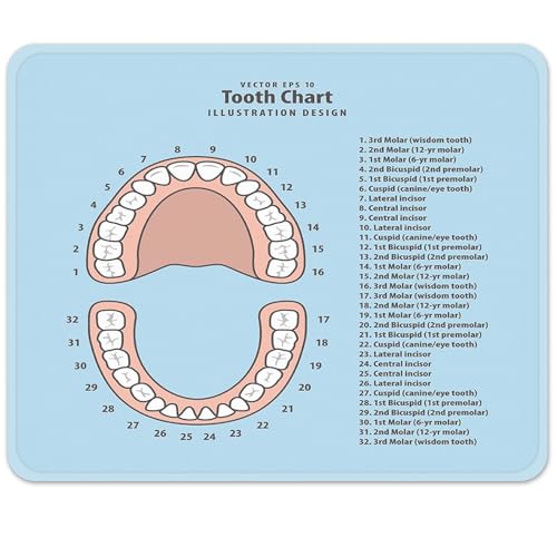 Emvency Mouse Pads Pink Education Tooth Chart Number Infographic Blue Dental Human Anatomy Mousepad 9.5