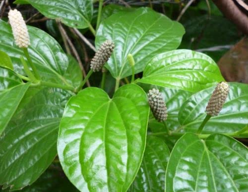 Gachwala Piper Chaba Choi Jhal Plant, Chui Jhal Plant, Chuijhal, Chuijhal Spices, Choi Jhal Tree, Piper Chili, Medicinal Plant, 1 Live Plant with Pot (B0C3ZX79RB) Amazon Price History, Amazon Price Tracker