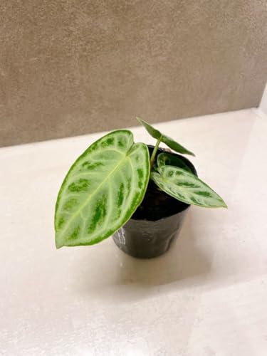✴︎最新画像✴︎アンスリウム ドラヤキ　観葉植物　3号　レア　希少種　ハートの形 観葉植物 アンスリウム 3号」の人気商品一覧 | 安い商品を通販サイト