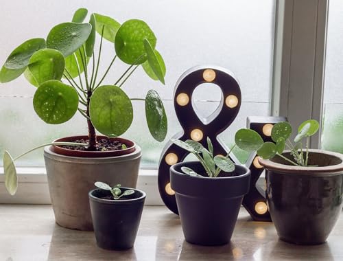 Image of CHINESE MONEY PLANT HYBRID ORGANIC INDOOR AND OUTDOOR PODA 1 HEALTHY LIVE GARDEN TREE