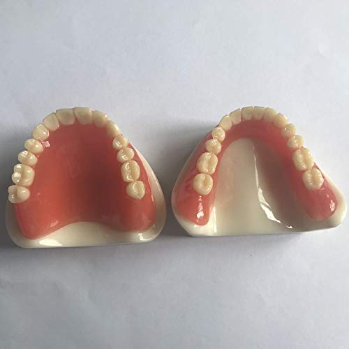 Dental Full Denture Model for Teaching Demonstration (Full Denture Model (White))
