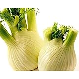 Fennel, Florence ('Finnocchio') Herb..--Great with shrimp!!!(25 - seeds)