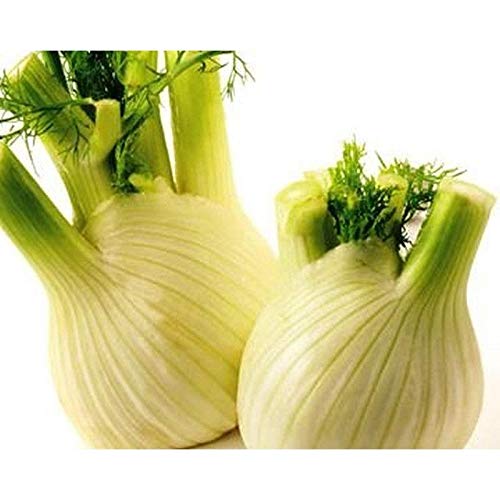 Fennel, Florence ("Finnocchio") Herb..--Great with shrimp!!!(25 - seeds)
