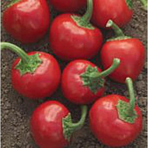 Time Bomb Hot Peppers Seeds (20+ Seeds) | Non GMO | Vegetable Fruit Herb Flower Seeds for Planting | Home Garden Greenhouse Pack