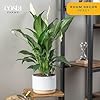 Costa Farms Peace Lily, Live Indoor Plant with Flowers, Easy to Grow Houseplant in Decorative Pot, Potting Soil, Thinking of You, Get Well Soon Gift, Room Decor, 1 Foot Tall #1