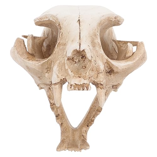 Image of Amosfun Halloween Animal Scary Skeleton Props Resin Cat Skull Model Figurine Aquarium Fish Tank Landscape Decorations