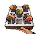 GYMNOCALYCIUM VARIEGATA XL | Maceta 10CM | Cactus | Colorido | Espectacular | Fácil Cuidado | Único | De Colección